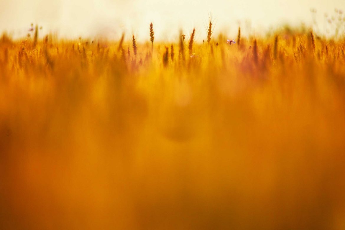 image-1-1.jpg