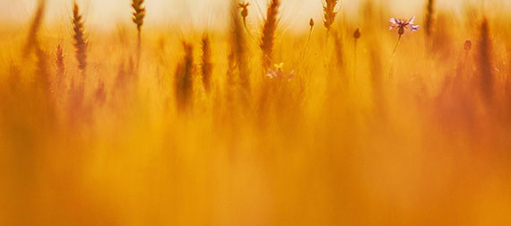 SplitShire_IMG_8222-1.jpg