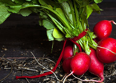 radish_home2-1.jpg