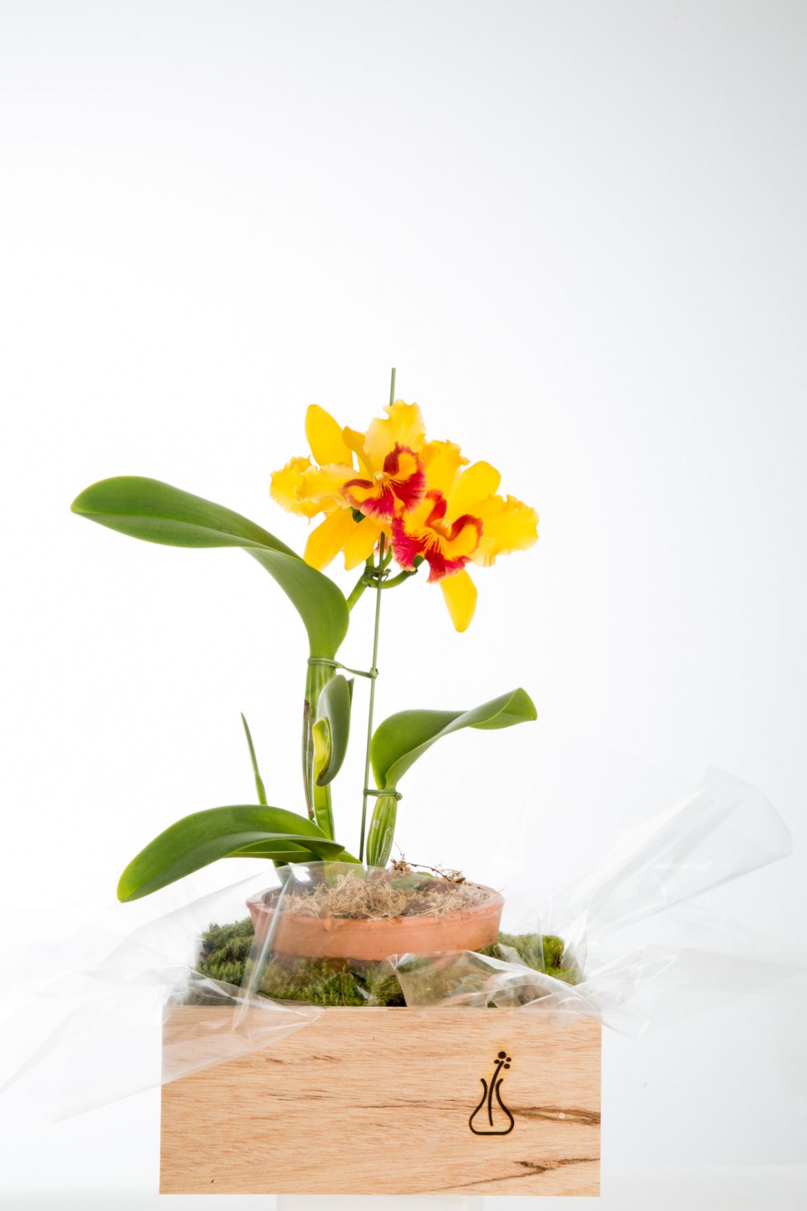NandaFerreira_20160406_BoticaDaFoto_083.jpg
