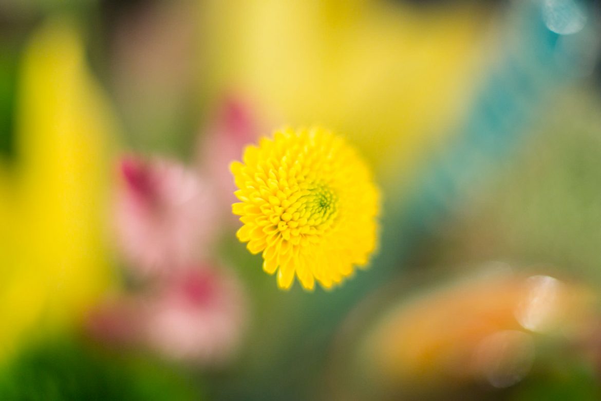 NandaFerreira_20160512_BoticadaFlor_048.jpg
